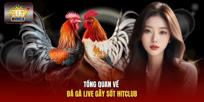 Tổng quan về đá gà live gây sốt Hitclub